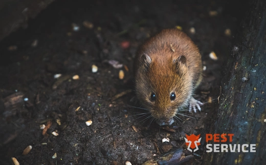 Дератизация в Выборге